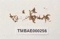 藏品(紅脊長喙苔)的圖片